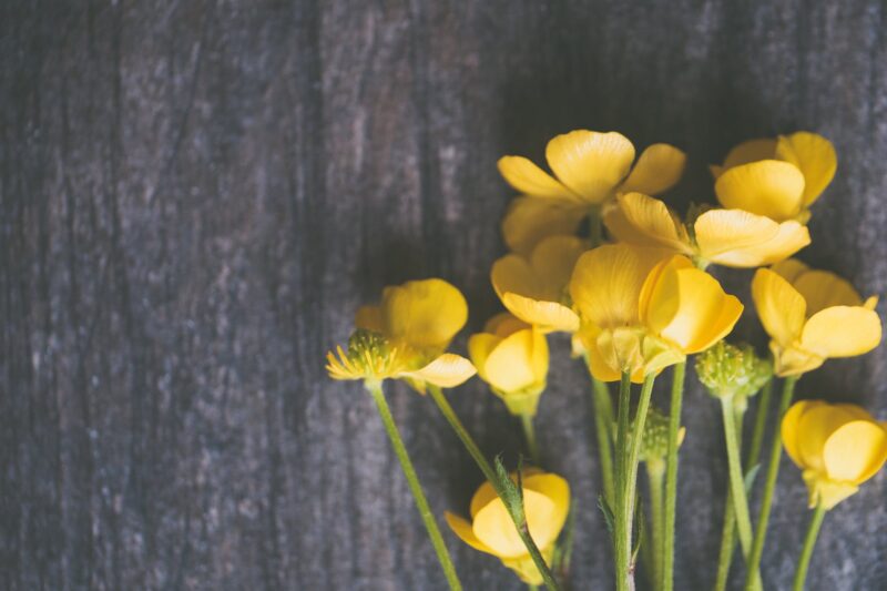 yellow buttercup flowers on grey surface