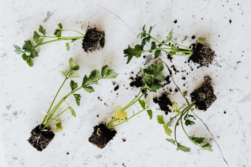 green parsley seedlings on marble table