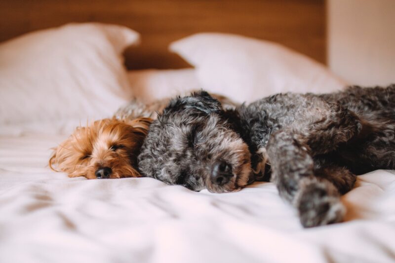 two short coated gray and brown puppies lying on white textile