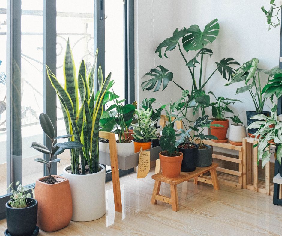 Prendersi cura delle piante domestiche