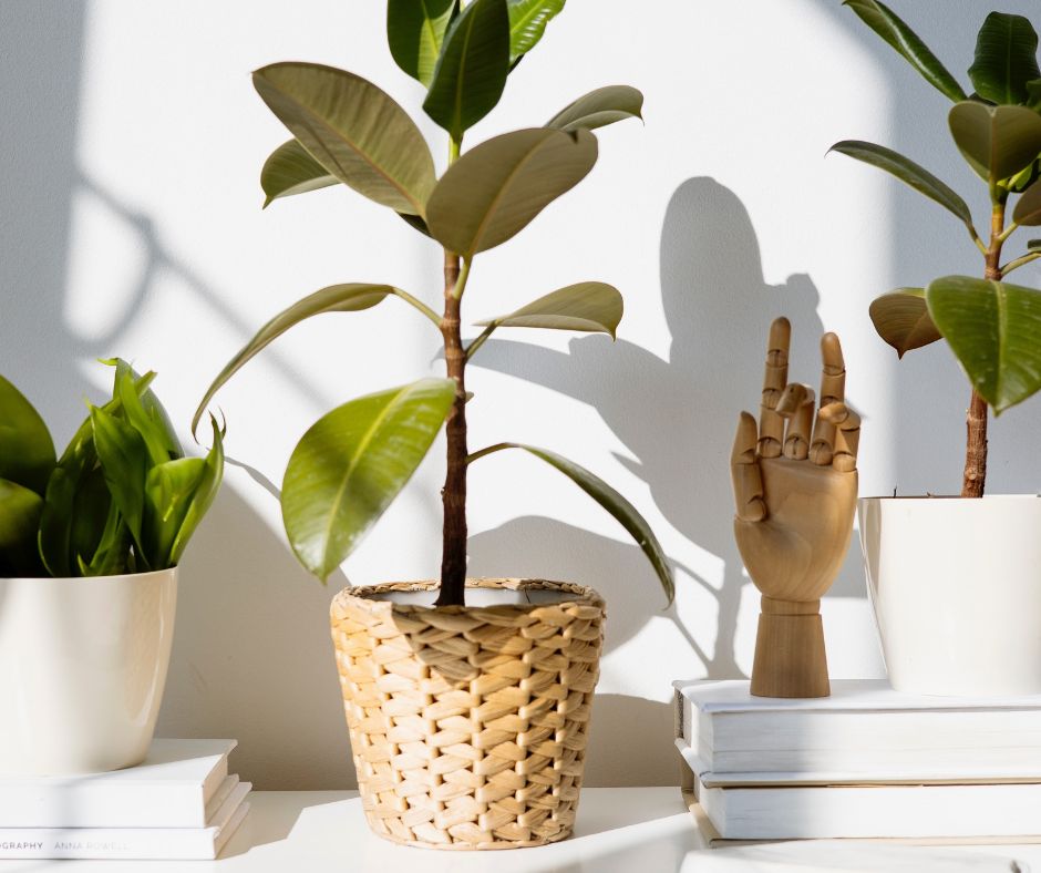 Prendersi cura delle piante domestiche durante le vacanze