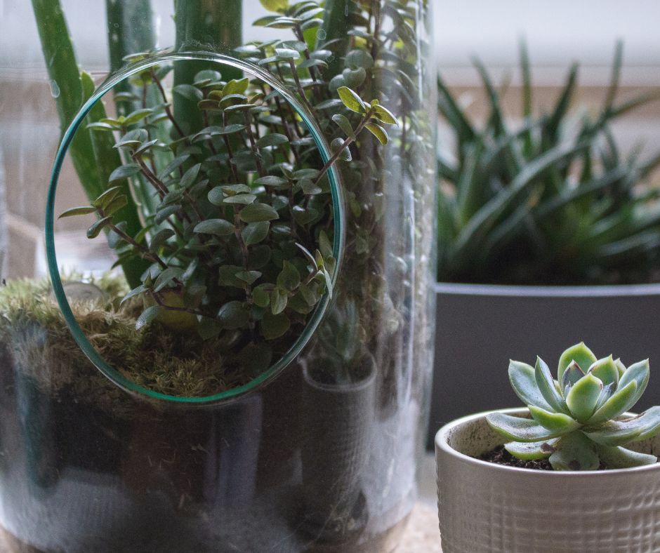 Prendersi cura delle piante domestiche durante le vacanze