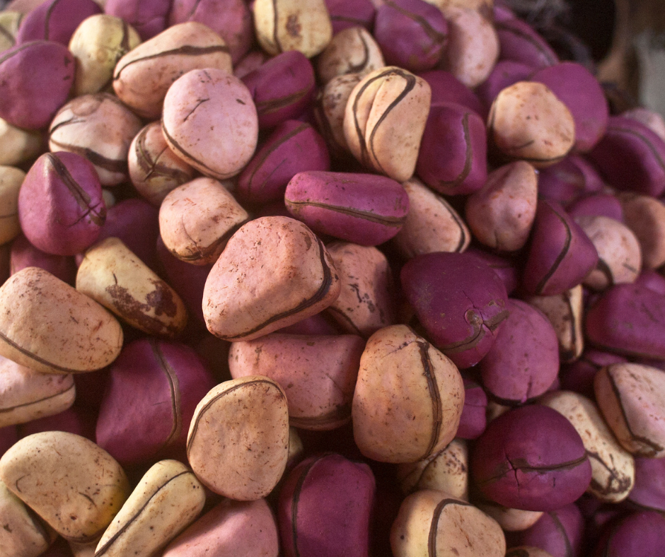 I benefici della noce di cola: un aiuto nella perdita di peso