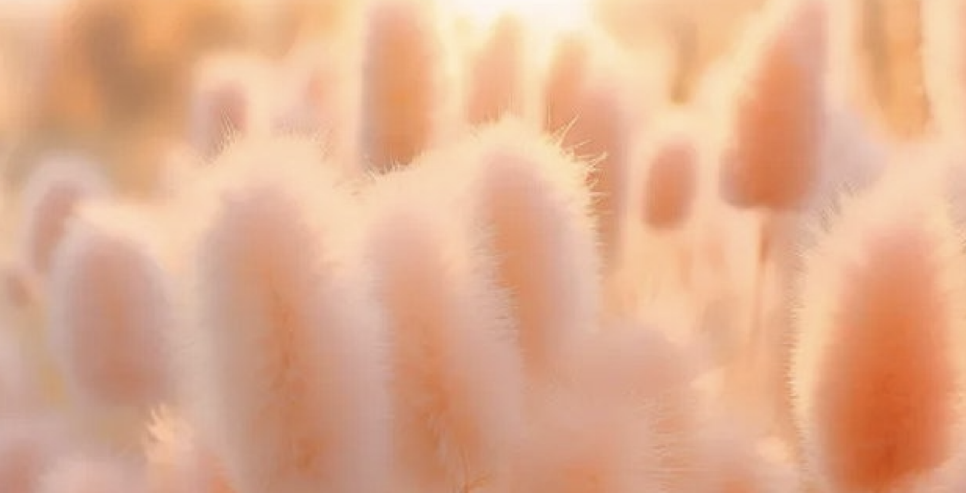 Peach Fuzz è il colore dell'anno 2024