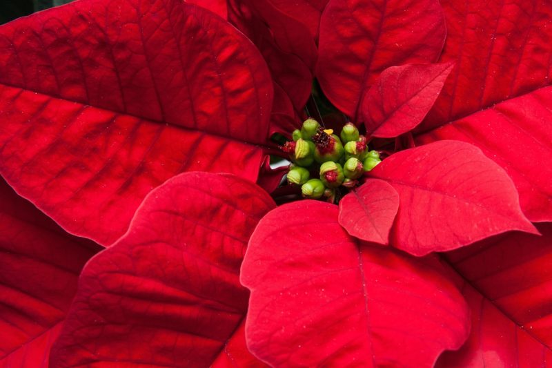 un-petalo-della-stella-di-natale